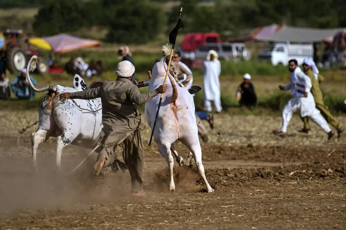  مسابقه گاوها در پاکستان؛ تلفیقی از هیجان، سنت و افتخار روستایی