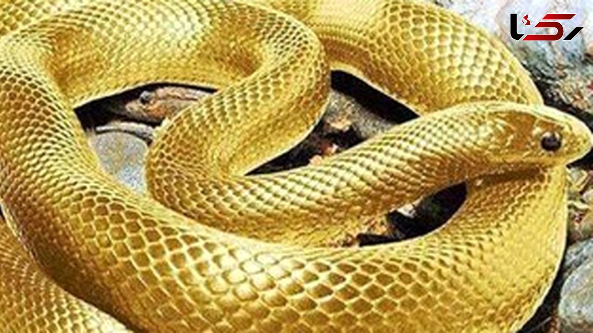 گنج سکه های طلا با مار نگهبان یافت شد