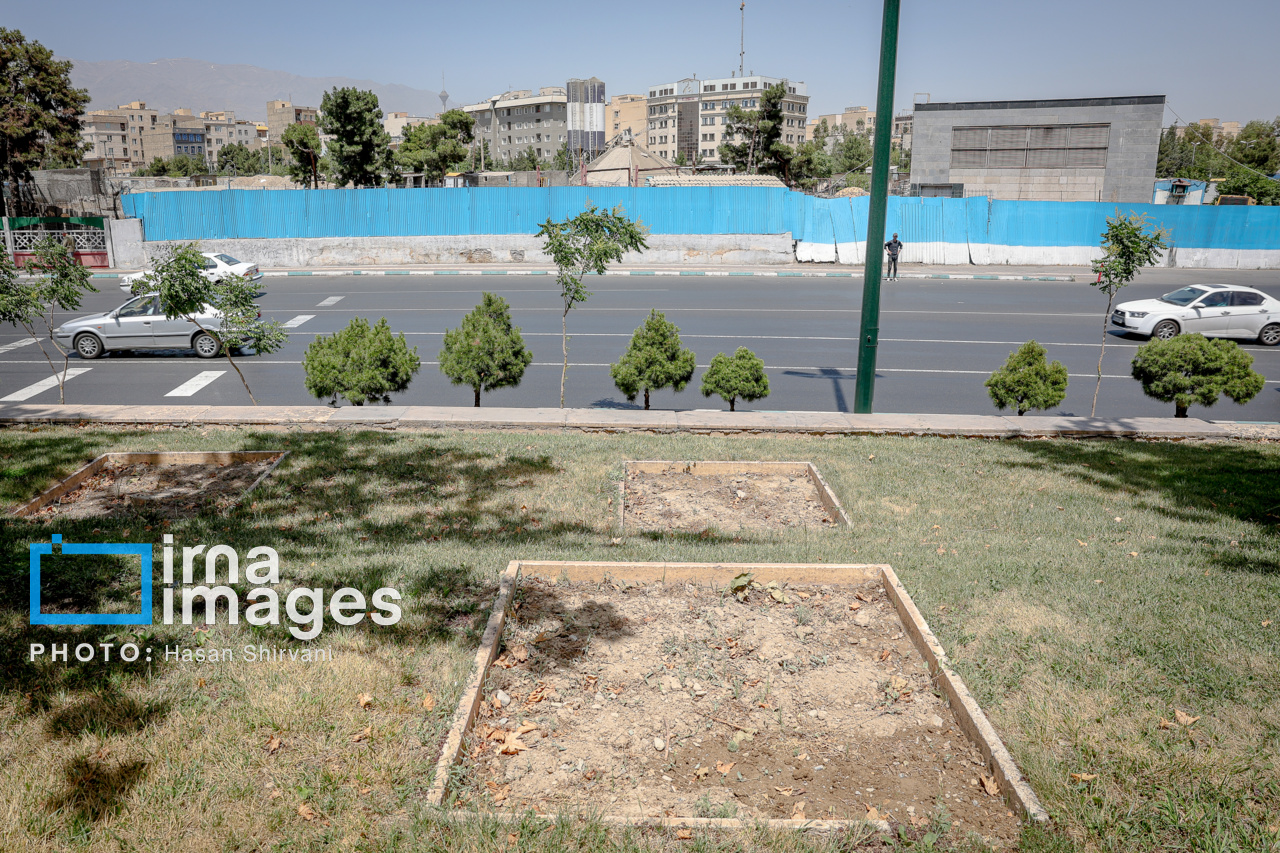 عکس/ قطع درختان بی جان میدان آزادی
