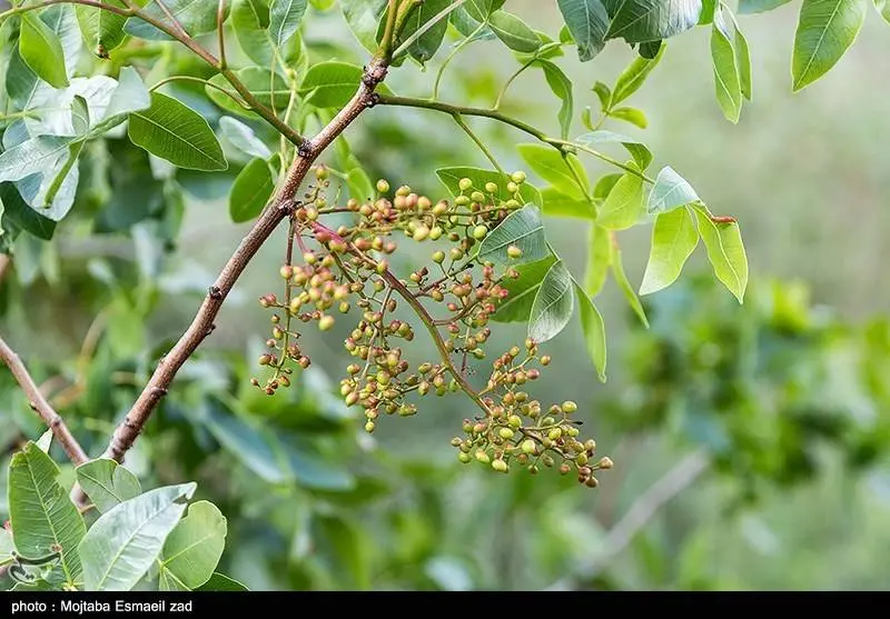  طبیعت بهاری دره جِرمی ارومیه