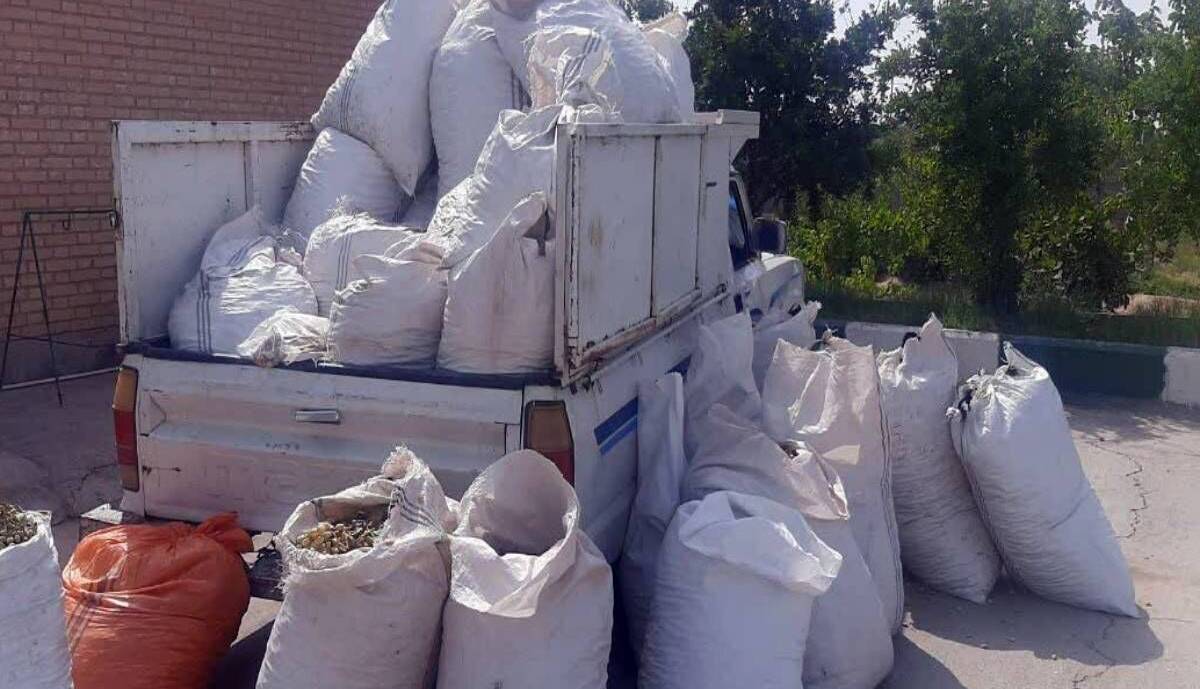 کارگر ضبط پسته سارق از کار درآمد!