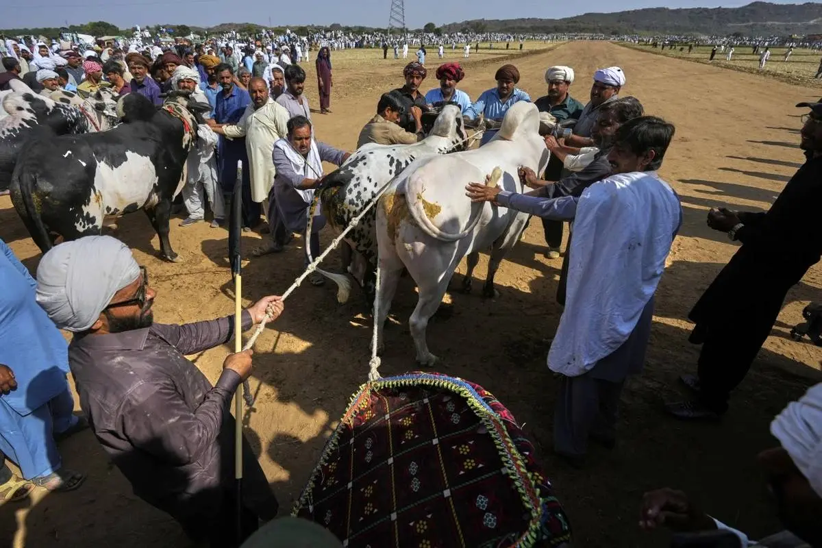  مسابقه گاوها در پاکستان؛ تلفیقی از هیجان، سنت و افتخار روستایی