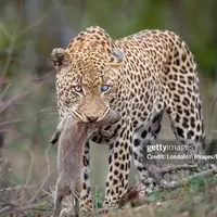 حمله غافلگیرانه پلنگ ماده به لانه گرازها 