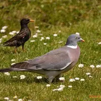 فاخته یکی از اسرارآمیزترین پرندگان است