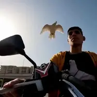  دوستی منحصربفرد جوان مصری با یک کبوتر