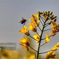 ۲۵۰۰ هزار تن کلزا از کشاورزان شهرستان دره شهر خریداری شد