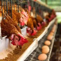 واحدهای مرغ تخم‌گذار خراسان رضوی در تنگنای جدی هستند