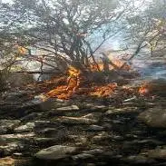  آتش‌سوزی گسترده یک باغ در شیراز مهار شد
