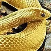 گنج سکه های طلا با مار نگهبان یافت شد