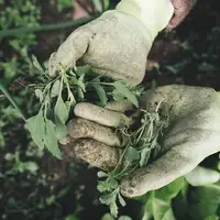 چگونه باغبانی به بهبود سلامت روان کمک می‌کند؟