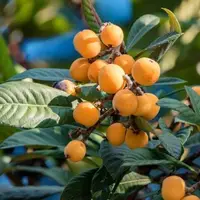 ازگیل ژاپنی کام باغداران گیلانی را شیرین کرد