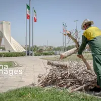عکس/ قطع درختان بی جان میدان آزادی