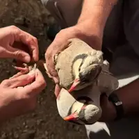 شکارچیان زنده‌گیری پرندگان در شیراز به دام افتادند