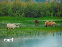 طبیعت دیدنی دشت شیمبار در خوزستان