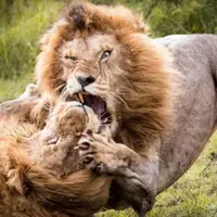 شیر در برابر شیر برای کسب قدرت
