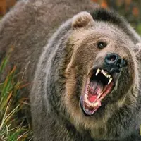 تلاش دیدنی خرس مادر برای انتقال توله هایش به آن طرف دیوار