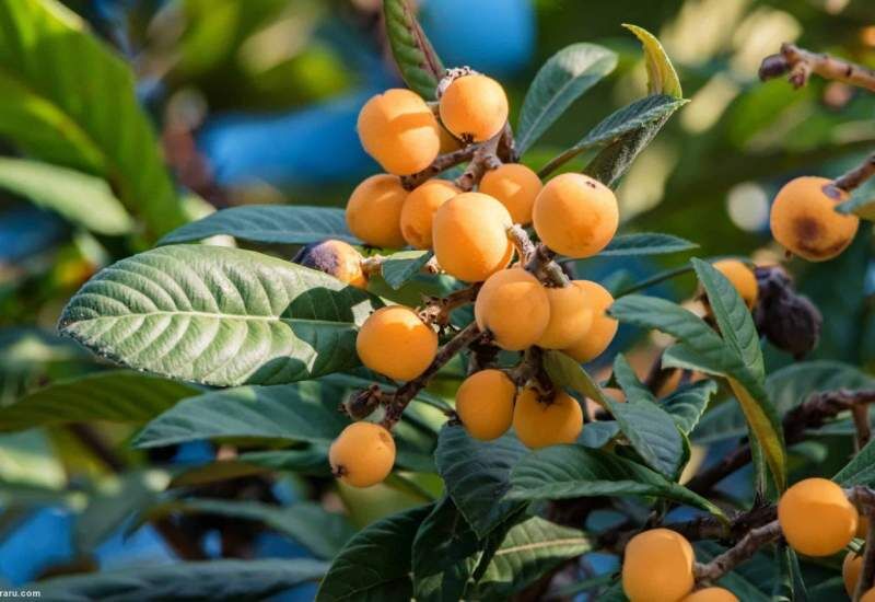 ازگیل ژاپنی کام باغداران گیلانی را شیرین کرد