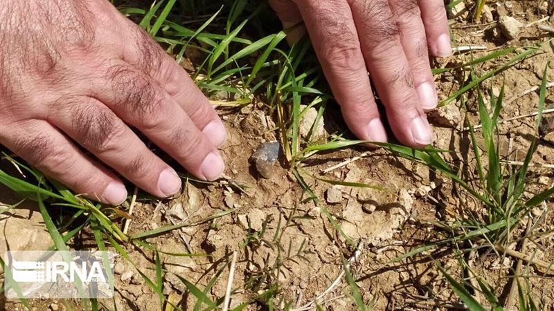 "پوره سن گندم" در اراضی لرستان به مرحله خسارتزایی رسید