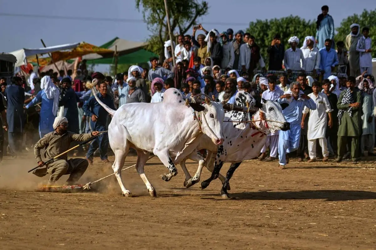  مسابقه گاوها در پاکستان؛ تلفیقی از هیجان، سنت و افتخار روستایی