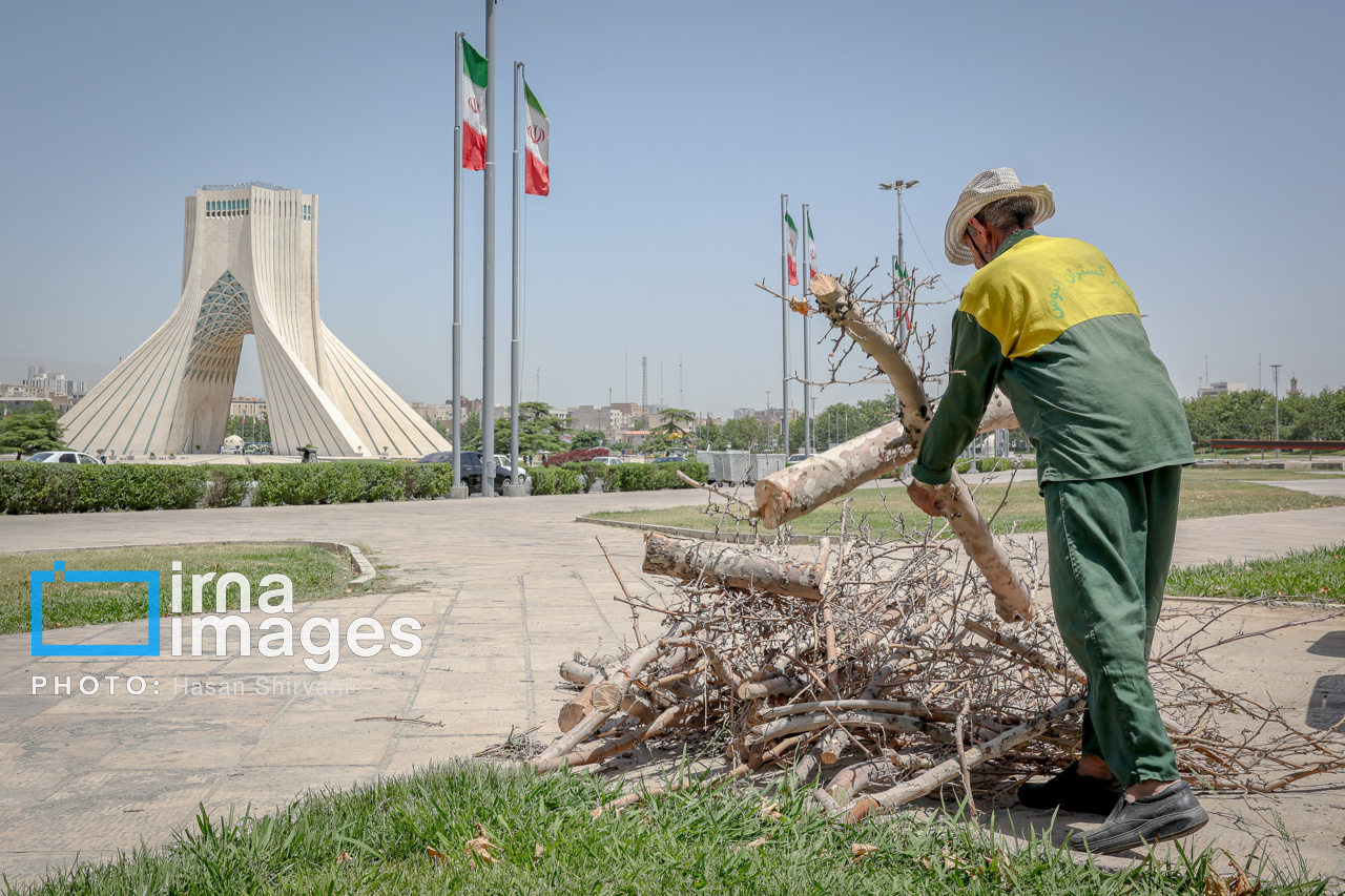 عکس/ قطع درختان بی جان میدان آزادی