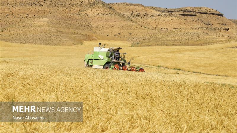 آفت «پورهسن» در مزارع لرستان به مرحله خسارتزایی وارد شد