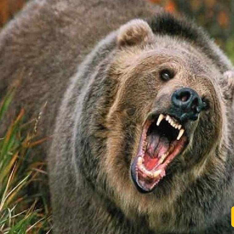 تلاش دیدنی خرس مادر برای انتقال توله هایش به آن طرف دیوار