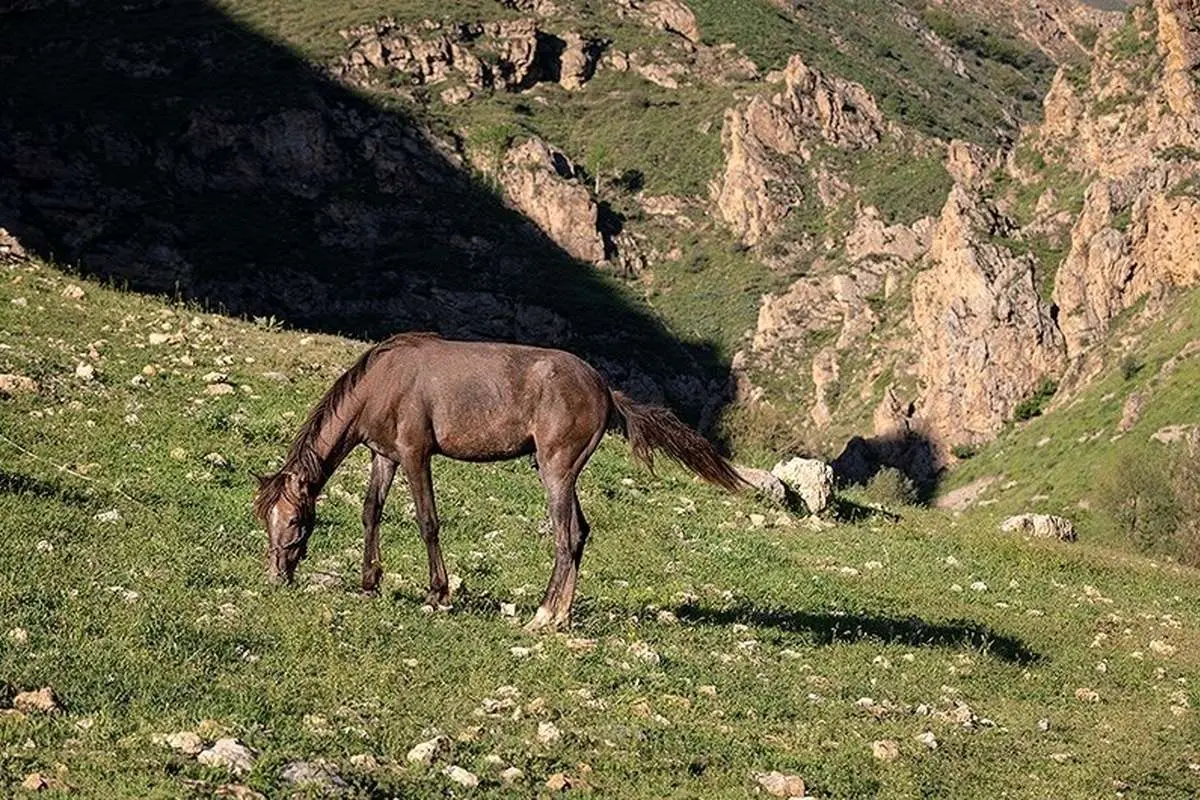  طبیعت بهاری دره جِرمی ارومیه