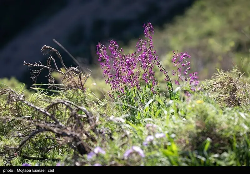  طبیعت بهاری دره جِرمی ارومیه