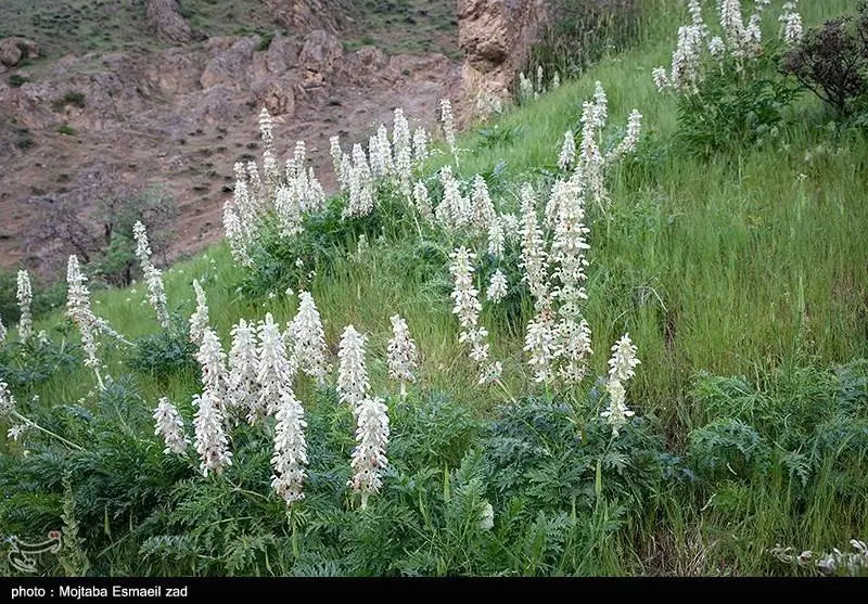  طبیعت بهاری دره جِرمی ارومیه