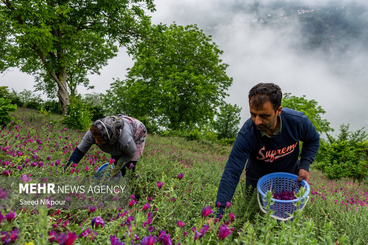 رودسر؛ قطب اصلی تولید گل گاوزبان در ایران  
