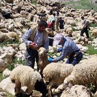 دامپزشکی در خط مقدم تأمین سلامت جامعه و تولیدات دامی قرار دارد