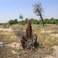 فعالیت‌های انسانی و تغییرات اقلیمی تنوع‌زیستی جهان را تهدید می‌کند