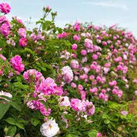 افزایش ۱۰ درصدی تولید گل محمدی در ابرکوه یزد