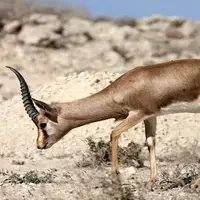 حضور بز تک شاخ در حیات وحش مناطق حفاظت شده زیرکوه 