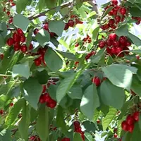  برداشت گیلاس از باغات بخش لاریجان آمل