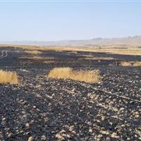 آتش ۶۰ هکتار از مزارع گندم و جو گیلانغرب را خاکستر کرد