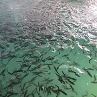 هشدار محیط زیست نسبت به رهاسازی بی‌ضابطه بچه ماهیان در منابع آبی کشور