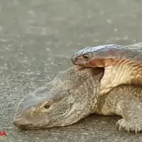 نبرد مار کبری و بزمجه