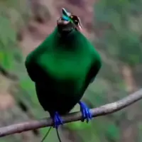 پرندگان مشهور به خاطر صدای فرازمینی