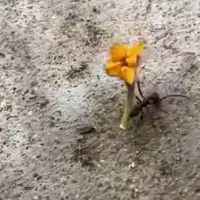 علاقه یک مورچه به گل!
