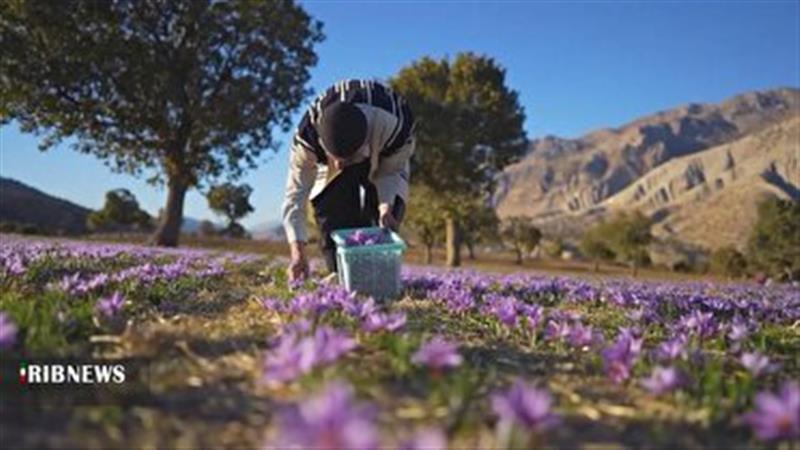 آغاز طرح هفتههای ایرانی رسانه ملی از جنوب ایران