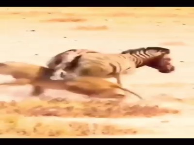 تلاش دیدنی یک گورخر برای بقا 