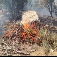 آتش‌سوزی پارک ملی دز مهار شد