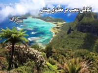 تکاملی عجیب در نخل‌های بهشتی جزیره لرد هاوو