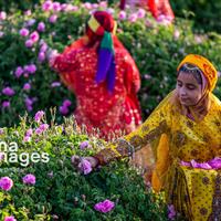 جشنواره‌ای برای نذر گلاب؛ از کلاته رودبار دامغان تا سامرای عراق