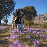 آغاز طرح هفته‌های ایرانی رسانه ملی از جنوب ایران