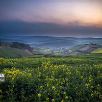 گلستان در مسیر خودکفایی؛ حمایت قاطع از تولید کلزا