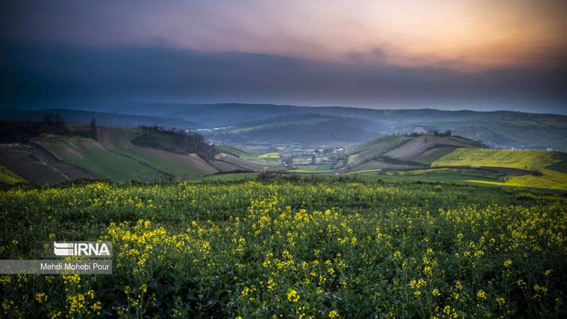 گلستان در مسیر خودکفایی؛ حمایت قاطع از تولید کلزا
