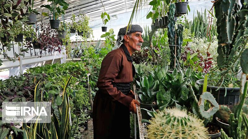 گلخانههای کردستان درمسیر رشد؛ از ۵۳ هکتار فعلی تا هدفگذاری ۲۰۰ هکتاری
