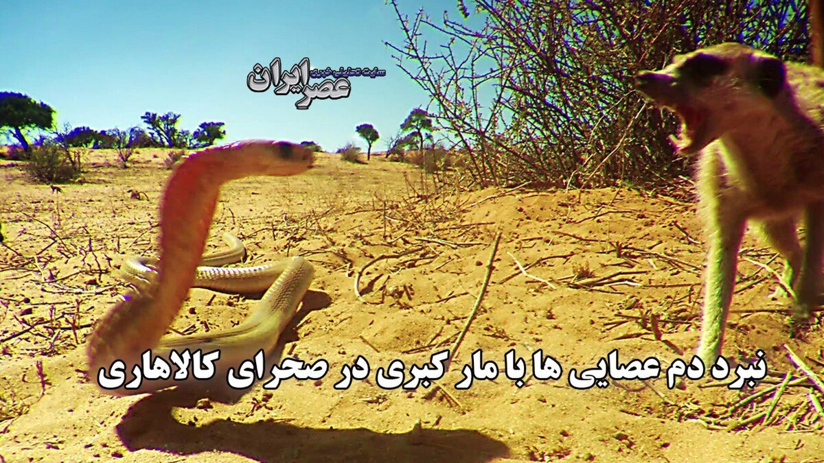 نبرد دم عصایی ها با مار کبری در صحرای کالاهاری